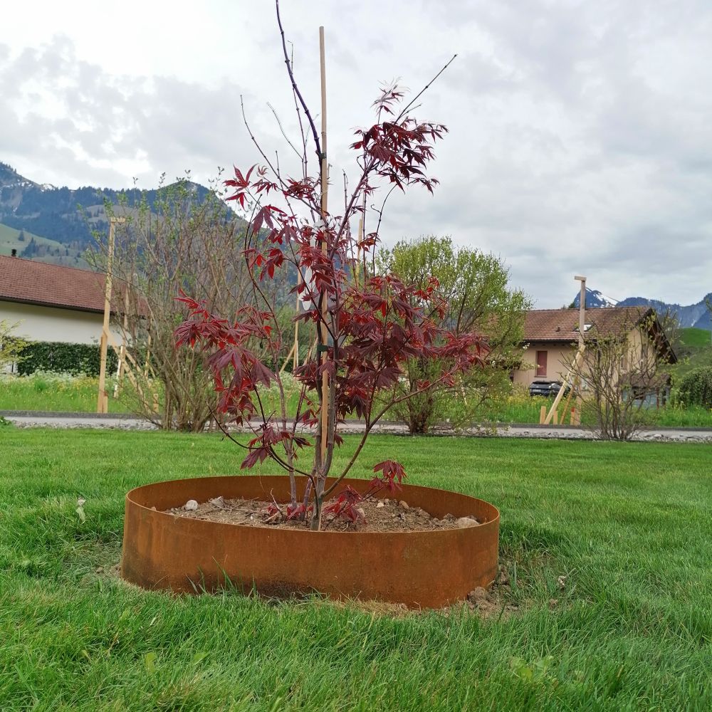 Tour, protection d’arbre